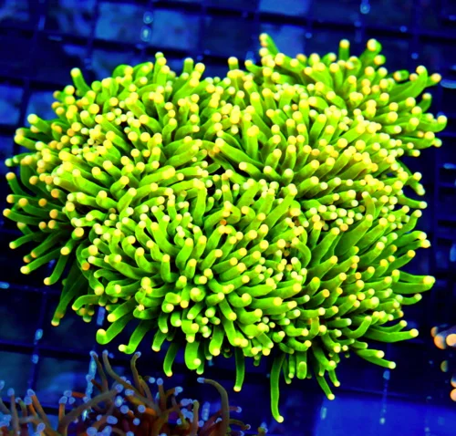 WYSIWYG 6.5X6.5 HUGE CENTERPIECE ULTRA ULTRA ORANGE TIPPED GLOWING GREEN CENTERPEICE GIANT INDO TORCH live coral for sale - Extreme Corals