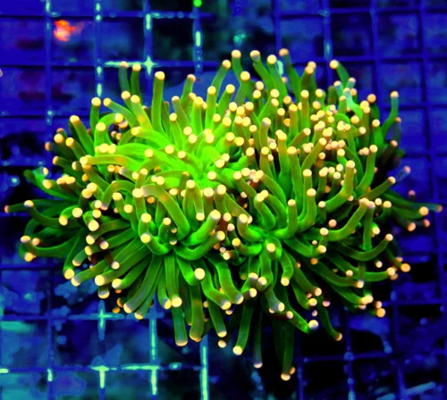 WYSIWYG 6X5 XXL GIANT ULTRA DARK ORANGE TIPPED TOXIC KERMIT THE FROG INDO COLLECTOR TORCH live coral for sale - Extreme Corals