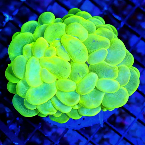 WYSIWYG 4.5X4 LARGE TOXIC GREEN AND BLUE ULTRA COLORED INDO BUBBLE CORAL-VERY NICE COLOR!! live coral for sale - Extreme Corals
