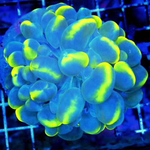 WYSIWYG 4.5X4.5 BOOK QUALITY SCOTT'S HANDPICKED ONE OF A KIND BLUE DRAGON YELLOW CATESEYE BUBBLE-VERY SPECIA live coral for sale - Extreme Corals