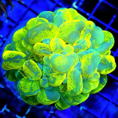 WYSIWYG 4.5X4 UNREAL ULTRA ULTRA FLORESCENT YELLOW BLUE CATSEYE INDO BUBBLE-COLLECTOR CENTERPIECE!!!! live coral for sale - Extreme Corals