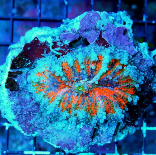 WYSIWYG 4X4 ULTRA ULTRA GRADE GIANT SOLOMON ISLAND RICORDEA YUMA-SHOWSTOPPER!! live coral for sale - Extreme Corals