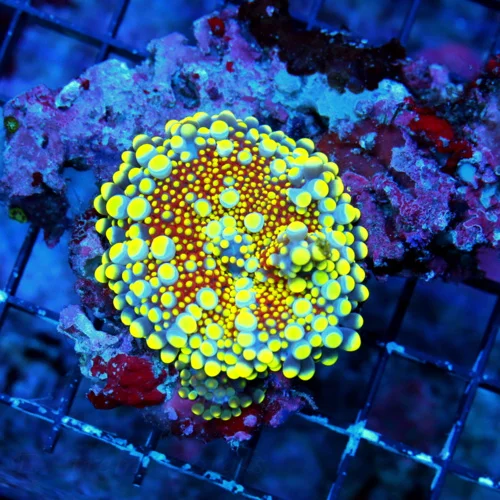 WYSIWYG 4.5X4 ULTIMATE "RAINBOW GOLDEN DRAGON BOUNCE MUSHROOM" ULTIMATE COLLECTORS ITEM!! live coral for sale - Extreme Corals