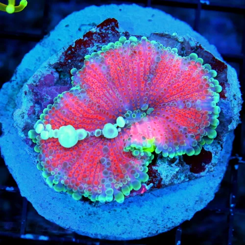 WYSIWYG 4X4 "RED CAPTAIN MORGAN BOUNCE RICORDEA YUMA" SO SO RARE!!!! live coral for sale at Extreme Corals