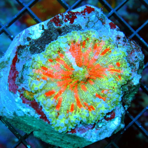 WYSIWYG 4X4 ULTRA ULTRA GRADE GIANT SOLOMON ISLAND RICORDEA YUMA-INSANELY RARE COLOR!! live coral for sale at Extreme Corals