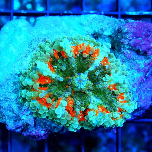 WYSIWYG 4X4 ULTRA ULTRA GRADE GIANT SOLOMON ISLAND RICORDEA YUMA-VERY SPECIAL!! live coral for sale at Extreme Corals