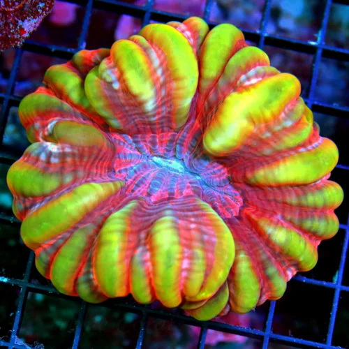 WYSIWYG 5X4.5 ONE OF A KIND ULTIMATE SHOWPIECE BOOK QUALITY COLOR CENTERPIECE CYNARINA live coral for sale - Extreme Corals