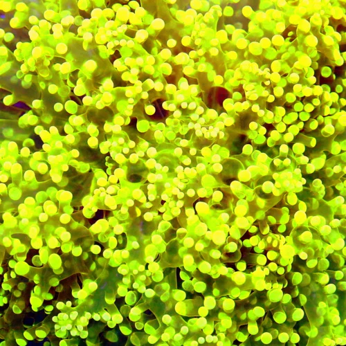 WYSIWYG 7x7 GIANT XXL CENTERPIECE GLOWING FLORESCENT NEON YELLOW SUPER GRADE OCTOSPAWN live coral for sale - Extreme Corals