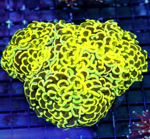 WYSIWYG 7x6 GIGANTIC ULTRA CENTERPIECE ULTRA ULTRA YELLOW AND BLUE PAINTED SHOWPIECE GIANT HAMMER CORAL live coral for sale - Extreme Corals