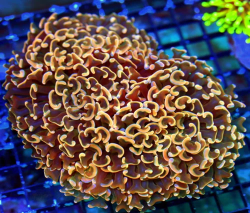 WYSIWYG 8x7 HUGE CENTERPIECE OF ANYONE TANK-ULTRA GOLD-ORANGE SHOWPIECE ULTRA AUSSIE HAMMER live coral for sale - Extreme Corals