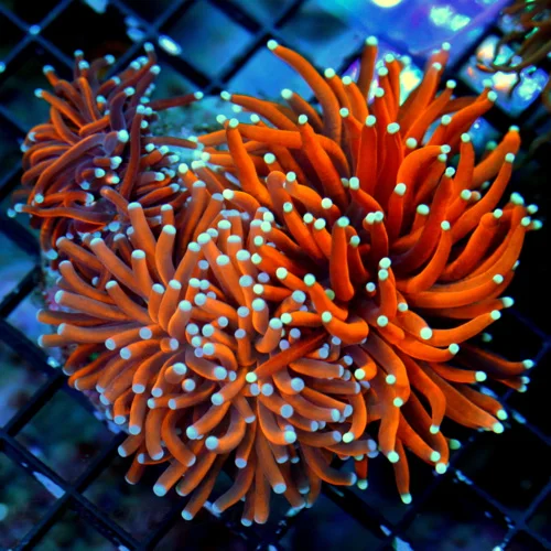 WYSIWYG 5.5X.5 XXL SUPER BLUE TIPPED ULTRA RADIOACTIVE ORANGE GIANT INDO TORCH CORAL-INCREDIBLE live coral for sale - Extreme Corals