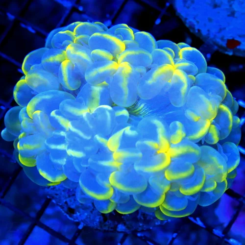 WYSIWYG 4.5X4 BOOK QUALITY SCOTT'S HANDPICKED ONE OF A KIND BLUE "PAPA SMURF" YELLOW CATESEYE BUBBLE-VERY SP live coral for sale at Extreme Corals