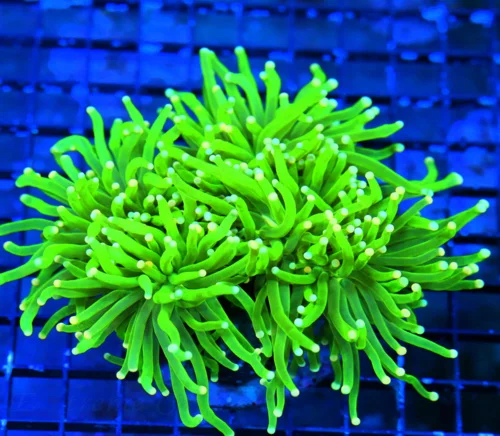 WYSIWYG 6X5 XXL GLOW IN THE DARK SUPER TOXIC GREEN "ORANGE AND BLUE TIPPED" SUPER SUPER COLORED TORCH live coral for sale - Extreme Corals