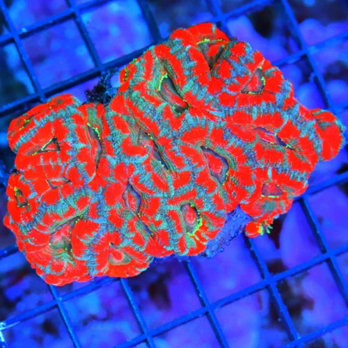 WYSIWYG 4 INCH VERY VERY RARE HAVE NOT HAD IN YEARS WEST AUSTRALIAN MICROMUSSA-COLLECTORS ITEM live coral for sale - Extreme Corals