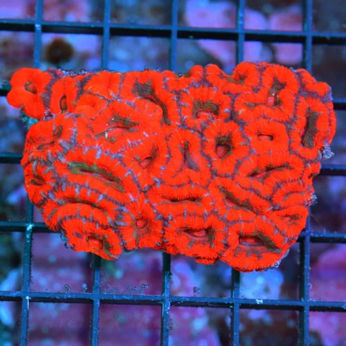 WYSIWYG 4.5 INCH VERY VERY RARE HAVE NOT HAD IN YEARS WEST AUSTRALIAN MICROMUSSA-COLLECTORS ITEM live coral for sale - Extreme Corals