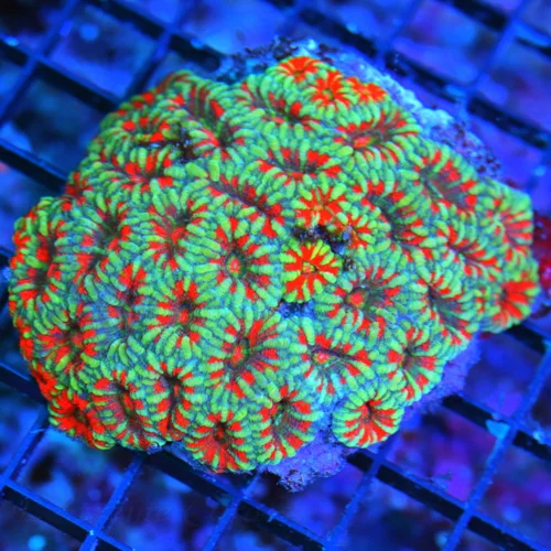 WYSIWYG 4.5 INCH VERY VERY RARE HAVE NOT HAD IN YEARS WEST AUSTRALIAN MICROMUSSA-COLLECTORS ITEM live coral for sale - Extreme Corals