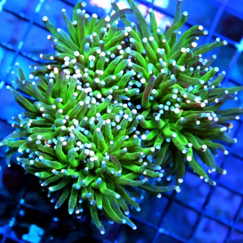 WYSIWYG 4.5X4 ULTIMATE XL "INDO CARE BEAR BLUE AND PINK TIPPED" ULTRA ULTRA COLORED TORCH CORAL live coral for sale - Extreme Corals
