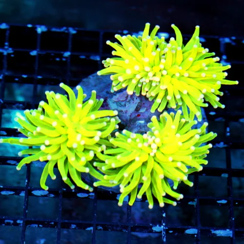 WYSIWYG 5.5X5 XXL SCOTT'S PICK OF THE MONTH "ULTIMATE HOLY GRAIL BANANA TORCH" MINDBLOWER!!! live coral for sale at Extreme Corals