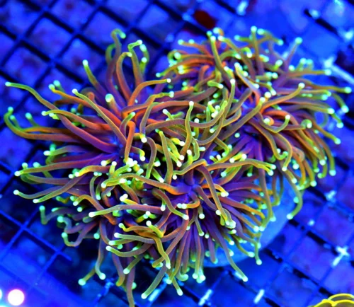 WYSIWYG 6X5.5 GIANT XXL ULTIMATE SHOWPIECE "DANTE INFERNO" INDO GIANT CENTERPIECE TORCH live coral for sale - Extreme Corals