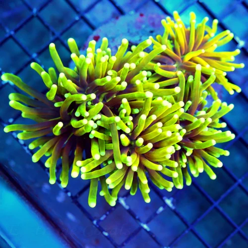 WYSIWYG 6X5 XXL GIANT ULTRA ULTRA SHOWSTOPPER "INDO EXTREMECORALS BLOWTORCH" TORCH CORAL live coral for sale - Extreme Corals