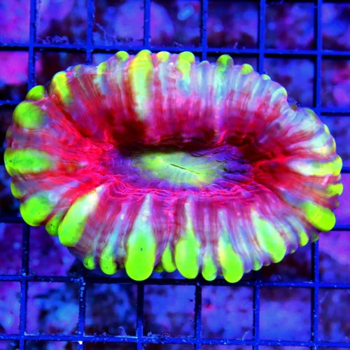 WYSIWYG 4.5 INCH ONE OF A KIND ULTIMATE SHOWPIECE BOOK QUALITY COLOR CENTERPIECE CYNARINA live coral for sale at Extreme Corals