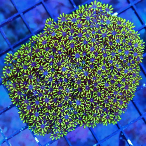 WYSIWYG 4.5x4 ULTRA PURPLE EYED NEON GREEN VERY VERY NICE HARD TO GET SYMPODIUM CLOVE POLYP live coral for sale - Extreme Corals