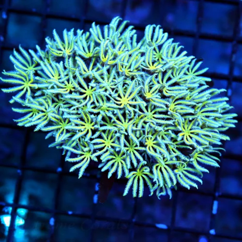 WYSIWYG 4.5x4 YELLOW EYED SUPER BLUE POLYPED VERY HARD TO GET INDO PIPE ORGAN CORAL-ONE OF MY FAVORITES live coral for sale - Extreme Corals