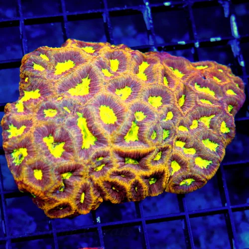 WYSIWYG 4.5X4 EXTREMELY RARE REVERSE DRAGON SOUL FAVIA-WOW IS ALL I CAN SAY!! live coral for sale - Extreme Corals