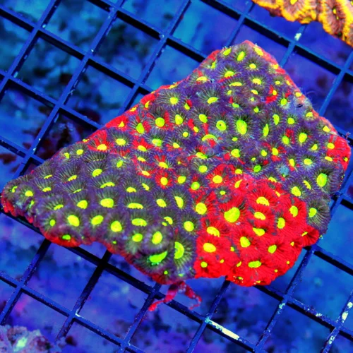 WYSIWYG 4.5X4 SUPER BICOLORED PURPLE AND RED ULTRA YELLOW EYED SHOWPIECE WAR CORAL FAVITES-INCREDIBLE COLOR live coral for sale - Extreme Corals