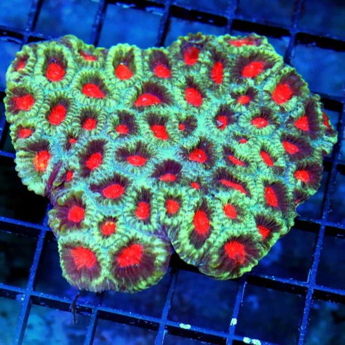 WYSIWYG 4X4 3.5" EXTREME CORALS ULTRA RED EYED FAVIA-AWESOME COLOR!! live coral for sale - Extreme Corals