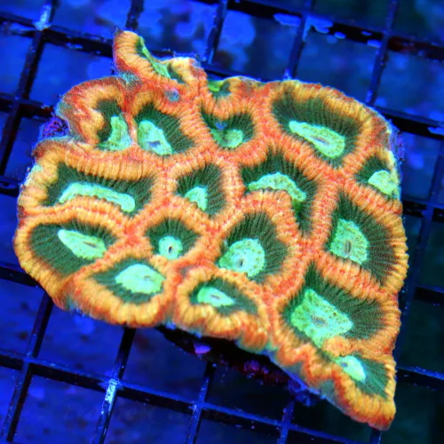 WYSIWYG 4.5X4 ULTRA COLORED REVERSE PRISM FAVIA BRAINI LOVE THIS PIECE-COLOR IS INTENSE!! live coral for sale - Extreme Corals