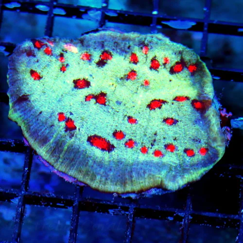 WYSIWYG 4 INCH EXTREME CORALS MINI COLONY SUPER RARE RED EYED DEVIL SUPER BLUE ECHINOPHYLLIA CHALICE live coral for sale - Extreme Corals