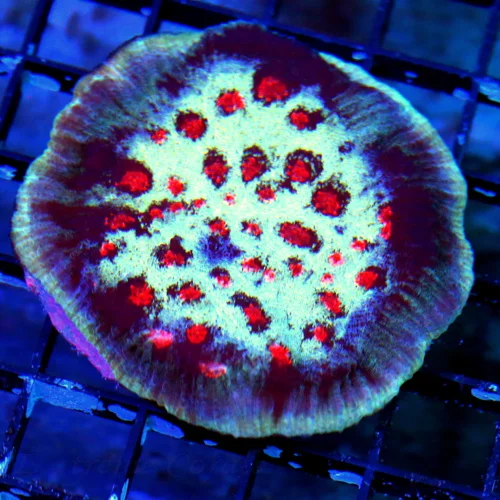 WYSIWYG 3.5X3.5 SUPER RED ALIEN EYED UNREAL BLUE ECHINOPHYLLIA CHALICE-INCREDIBLE COLOR live coral for sale - Extreme Corals