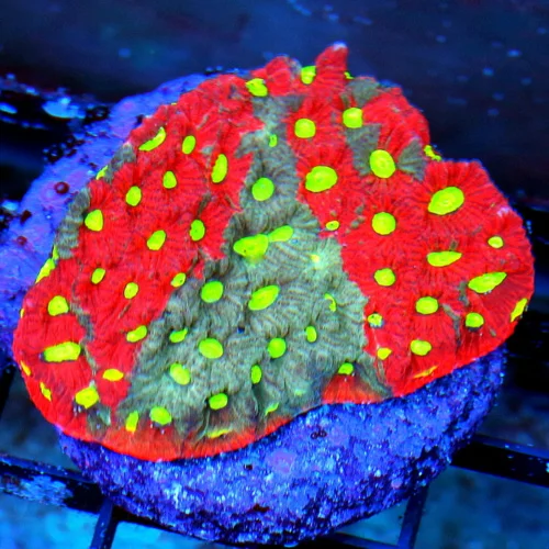 WYSIWYG 3.5 INCH EXTREME CORALSSUPER RED BICOLORED ULTRA WAR CORAL FAVITES live coral for sale - Extreme Corals