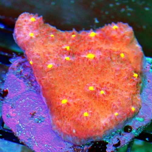 WYSIWYG 3 INCH NEON YELLOW EYED RED PEACH INDO ECHINOPHYLLIA CHALICE live coral for sale - Extreme Corals