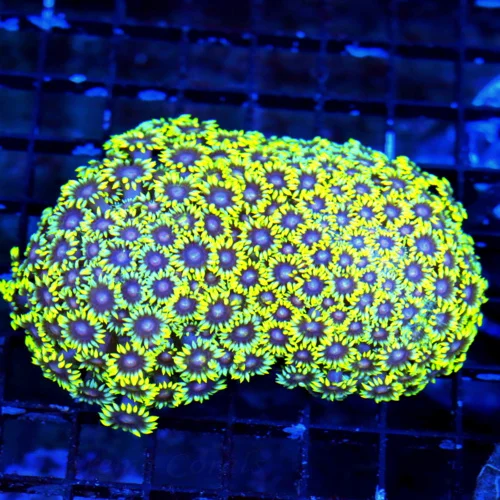 WYSIWYG 4X4 INCREDIBLE HANDPICKED BY SCOTT ULTRA NEON FLORESCENT YELLOW BLUE RED JEWELED EYED INDO GONIOPORA live coral for sale - Extreme Corals