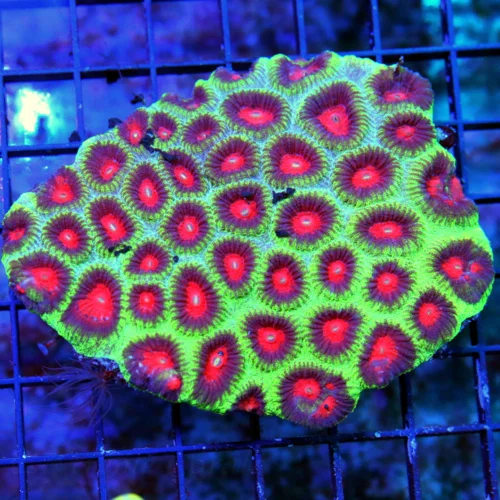 WYSIWYG 4.5X4 TRICOLORED ULTRA GRADE SUPER COLORED WATERMELONJ FAVIA-VERY VERY NICE!! live coral for sale - Extreme Corals