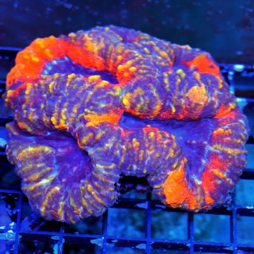WYSIWYG 5X5 TRICOLORED BLUE NEON ORANGE AND PURPLE ULTRA GRADE LOBOPHYLLIA-AWESOME COLOR!! live coral for sale - Extreme Corals
