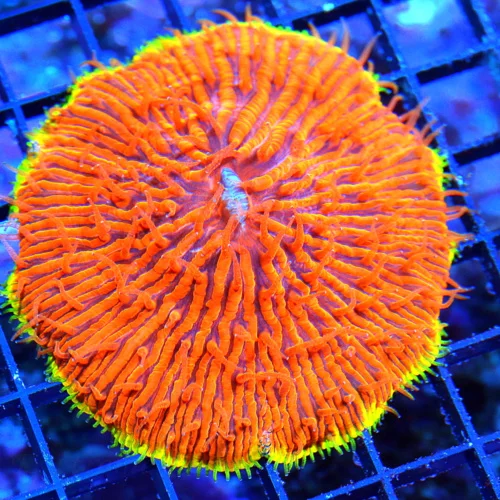 WYSIWYG 4x4 MANGO YELLOW RIMMED "FROSTED SATURN SUN" COLLECTORS ITEM ONE OF A KIND PLATE CORAL live coral for sale - Extreme Corals