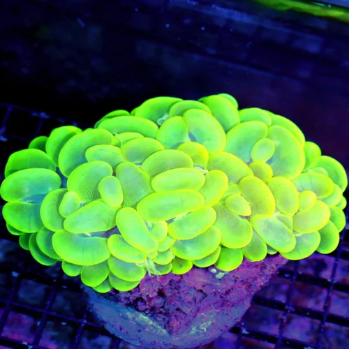 WYSIWYG 6X5  XXL OUTSTANDING COLOR!! SUPER LEMONLIME GREEN AND BLUE SUPER COLORED XXL INDO BUBBLE CORAL live coral for sale - Extreme Corals