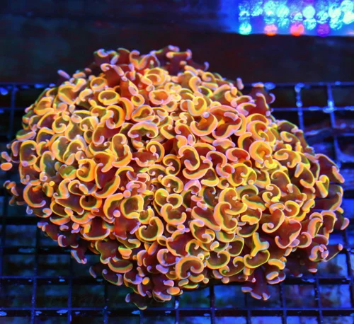 WYSIWYG 7X7 GIANT CENTERPIECE MUTICOLORED NEON ORANG GOLD BLUE AND PINK CENTERPIECE ORANGE HAMMER CORAL live coral for sale - Extreme Corals