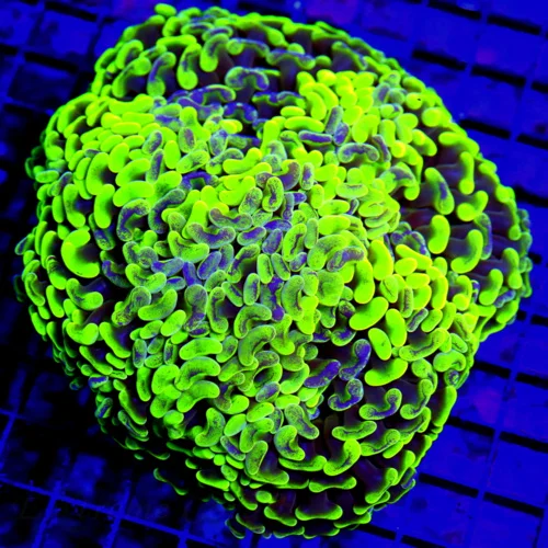 WYSIWYG 7X6.5 GIGANTIC OUTRAGEOUS SUPER TOXIC GREEN AND BLUE PAINTED XXL ULTRA GRADE HAMMER CORAL live coral for sale - Extreme Corals