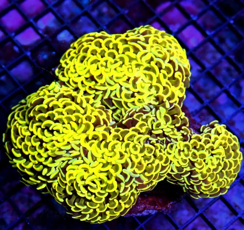 WYSIWYG 7X7 GIGANTIC ULTRA CENTERPIECE ULTRA ULTRA YELLOW AND BLUE PAINTED SHOWPIECE GIANT HAMMER CORAL live coral for sale - Extreme Corals