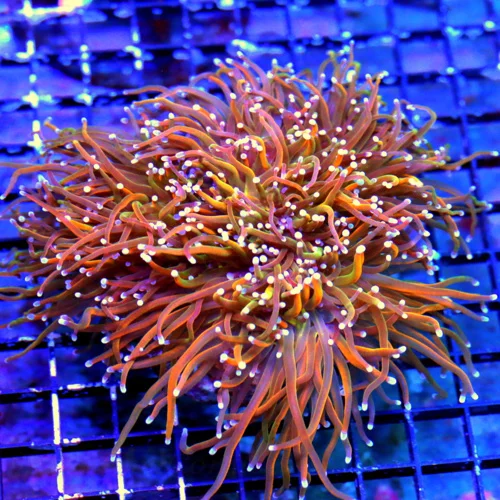 WYSIWYG 7X6  GIANT RAINBOW TORCH-I HAVE NEVER EVER SEEN THIS COLOR MORPH BEFORE ABSOLTELY INSANE!!!!!! live coral for sale - Extreme Corals