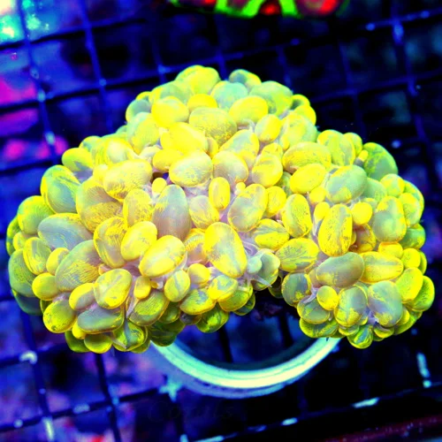 WYSIWYG 6X5 XXL SUPER SUPER NEON YELLOW BLUE CATSEYED HANDPICKED ULTRA INCO BUBBLE live coral for sale - Extreme Corals