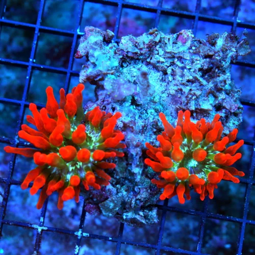 WYSIWYG 4.5X4.5 2 ROSE BUBBLE ANEMONE ON FIJI LIVE ROCK-AWESOME!! live coral for sale - Extreme Corals