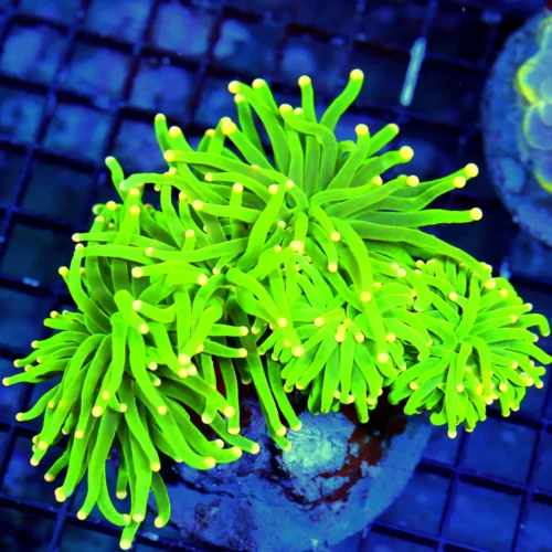 WYSIWYG 5.5X4 XXL HANDPICKED ULTRA COLOR OUT OF THIS WORLD NEON TOXIC GREEN SUPER ORANGE TIPPED SHOW INDO TO live coral for sale - Extreme Corals