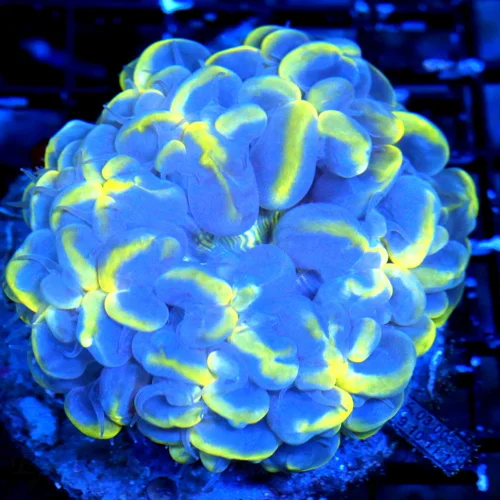 WYSIWYG 4X4 BOOK QUALITY SCOTT'S HANDPICKED ONE OF A KIND BLUE "PAPA SMURF" YELLOW CATESEYE BUBBLE-INCREDIBL live coral for sale - Extreme Corals