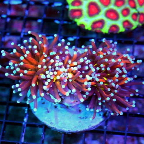 WYSIWYG 5.5X4 THREE HEADED VEYR VERY HARDE TO GET HOLY GRAIL NY KNICKS MORPH INDO TORCH live coral for sale - Extreme Corals