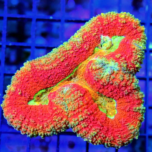 WYSIWYG 4.5X4.5 RAINBOW CENTERED ULTRA COLORED VERY VERY NICE ULTRA GRADE LOBOPHYLLIA live coral for sale - Extreme Corals